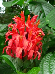 109 Cairns Botanic Gardens